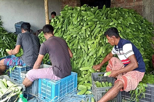 নওগাঁয় আম গাছের ফাঁকে ফাঁকে করলা চাষ