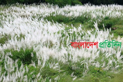 বালুচরে কাশফুল দোলে 