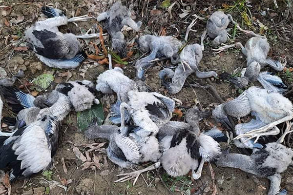রাজশাহী মেডিকেলে শামুকখোল পাখি হত্যায় আদালতে মামলা