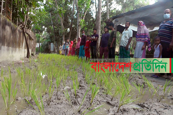 ৪০ বছরেও পূরণ হয়নি দাবি, রাস্তায় ধানের চারা রোপন