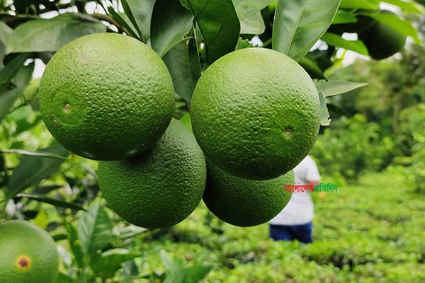 তেঁতুলিয়ায় চা বাগানে মালটা চাষ