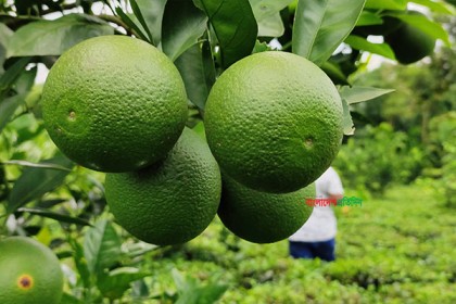 তেঁতুলিয়ায় চা বাগানে মালটা চাষ