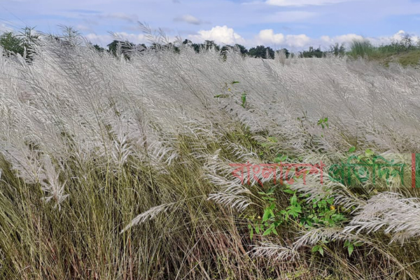 নীলফামারী থেকে হারিয়ে যাচ্ছে শরতের কাশফুল