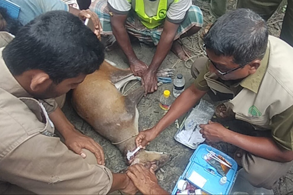 বাঘের আক্রমণে আহত হরিণ উদ্ধার করে চিকিৎসা শেষে বনে অবমুক্ত