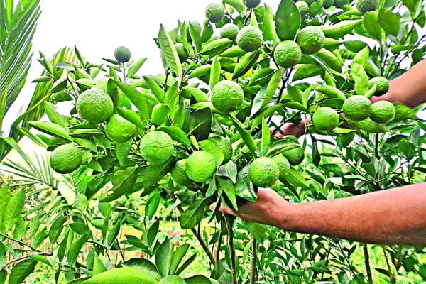 চা বাগানে মাল্টা চাষ