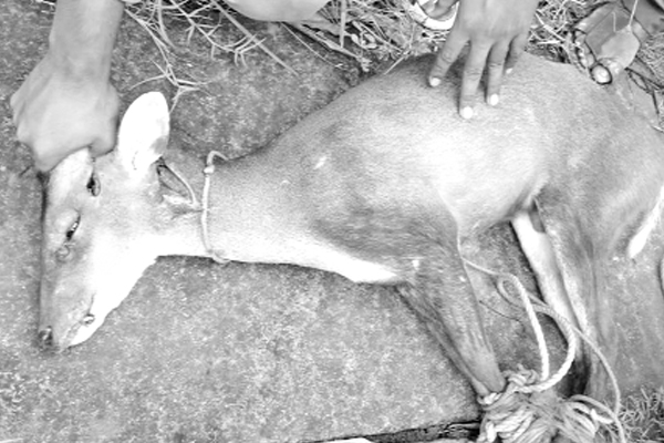 বাঘের আক্রমণে আহত হরিণ চিকিৎসা শেষে বনে অবমুক্ত