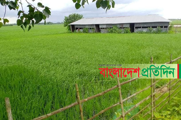 স্কুল মাঠে ধান চাষ ম্যানেজিং কমিটির সভাপতির!