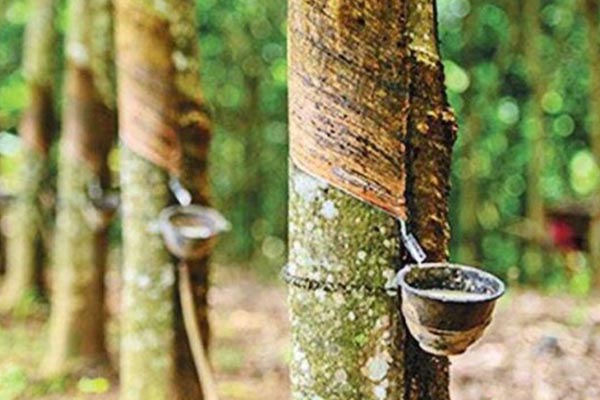 রাবার উৎপাদন ও বাজারজাতকরণ প্রক্রিয়া আধুনিকায়ন করা সময়ের দাবি
