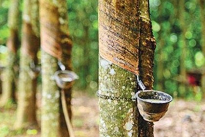 রাবার উৎপাদন ও বাজারজাতকরণ প্রক্রিয়া আধুনিকায়ন করা সময়ের দাবি