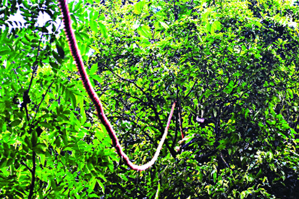 রশি বেয়ে গাছ থেকে গাছে যাবে প্রাণী