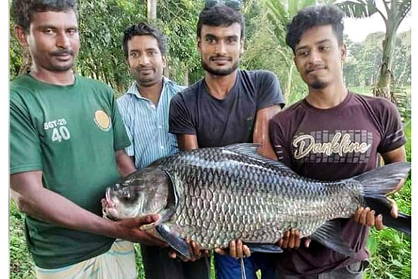 
৩০ কেজি ওজনের কাতলা ধরা পড়ল দিঘিতে