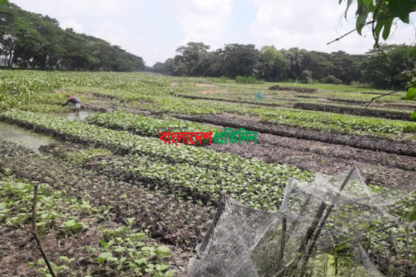 চাঁদপুরে ভাসমান কচুরিপানায় সবজি বাগান