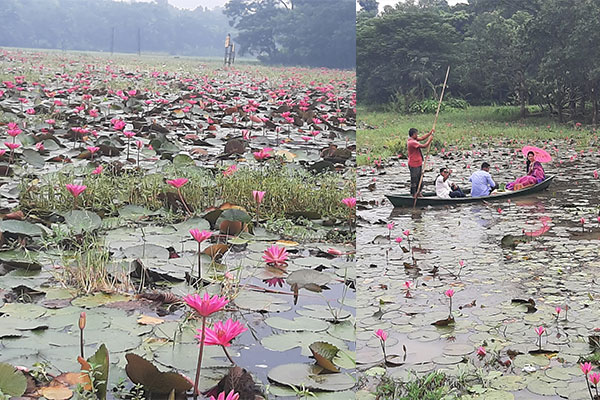 লাল শাপলার রাজ্য দাউদপুর