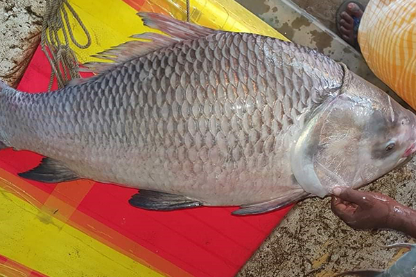 পদ্মায় ধরা পড়ল ১৮ কেজির কাতল