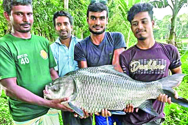 বাবুগঞ্জে ধরা পড়ল ৩০ কেজির কাতলা