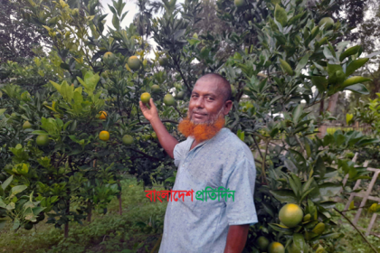 পাহাড়ের মাল্টা চাষ বেড়েছে সমতল ভূমিতে