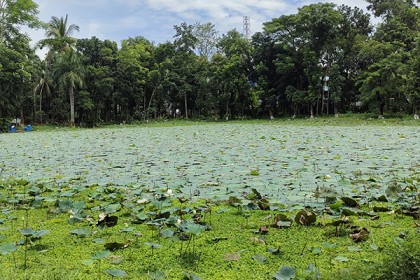 বরিশালে শতবর্ষী পদ্ম পুকুর জৌলুস হারিয়েছে