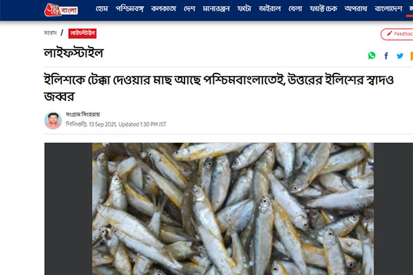 মাছের রাজা ইলিশকে টেক্কা দেবে পশ্চিমবঙ্গের ‘ইলিশ’ বোরোলি, আজ তাকের প্রতিবেদন
