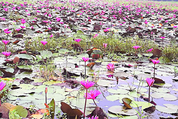 ঢাকার কাছেই শাপলার রাজ্য