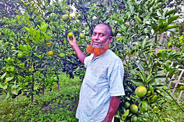 অল্প খরচে মাল্টা চাষ