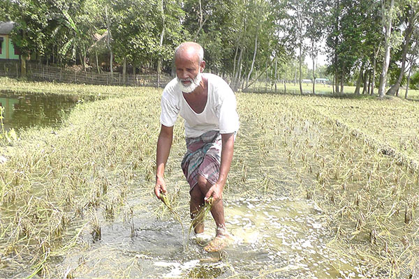 কুড়িগ্রামে চলতি বন্যায় কৃষকের ব্যাপক ক্ষতি