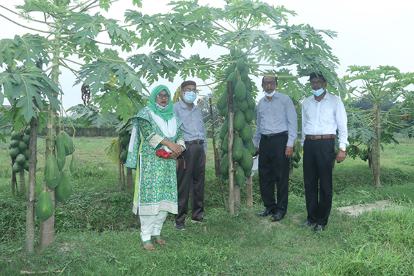 উচ্চফলনশীল সুমিষ্ট লাল ও হলুদ পেঁপের জাত উদ্ভাবন