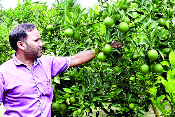 শখের বশে যৌথ বাগান