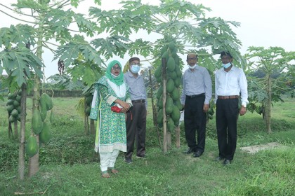 উচ্চফলনশীল সুমিষ্ট লাল ও হলুদ পেঁপের জাত উদ্ভাবন
