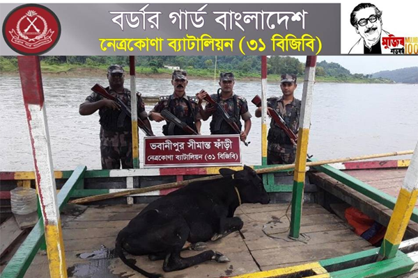 নেত্রকোনার সীমান্ত এলাকায় বিজিবির অভিযানে এক গরু আটক