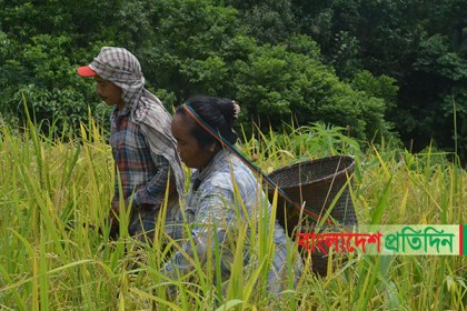 পাহাড়ে জুম তোলার ধুম
