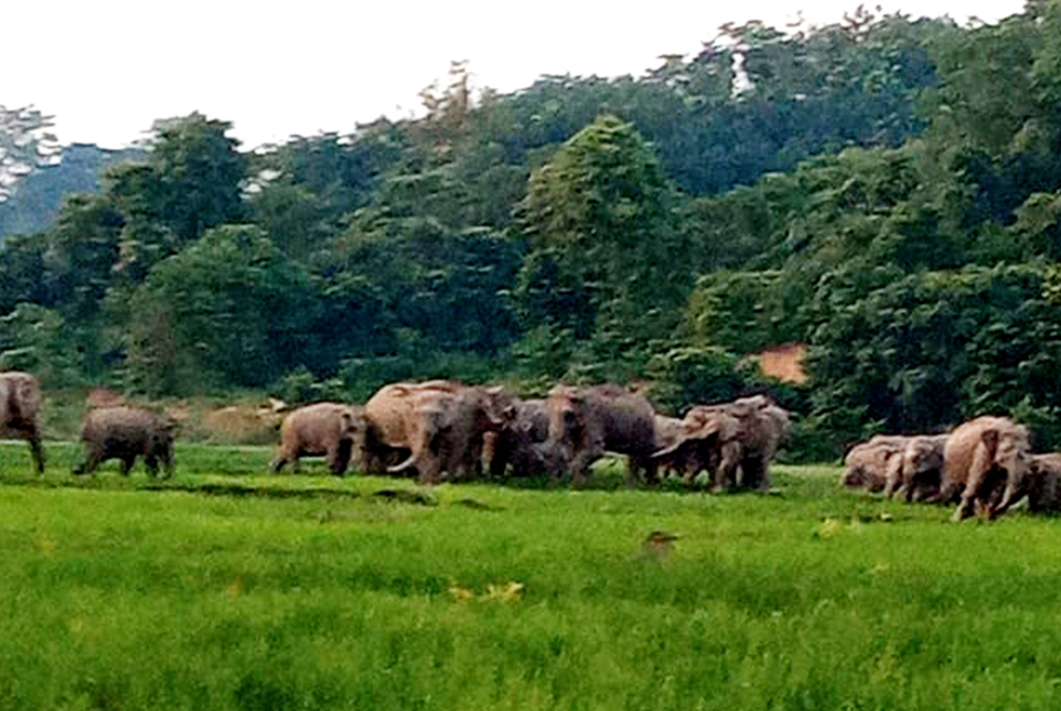 ফসলি জমিতে বন্যহাতির তাণ্ডব, অসহায় সীমান্তবাসী 
