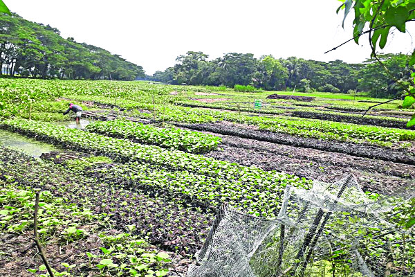 ভাসমান কচুরিপানার বেডে সবজি বাগান