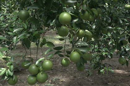 মাল্টা চাষে মডেল উজিরপুরের কৃষক শ্যামল