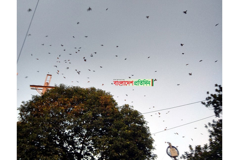 
চড়ুই পাখির মিলন মেলা 