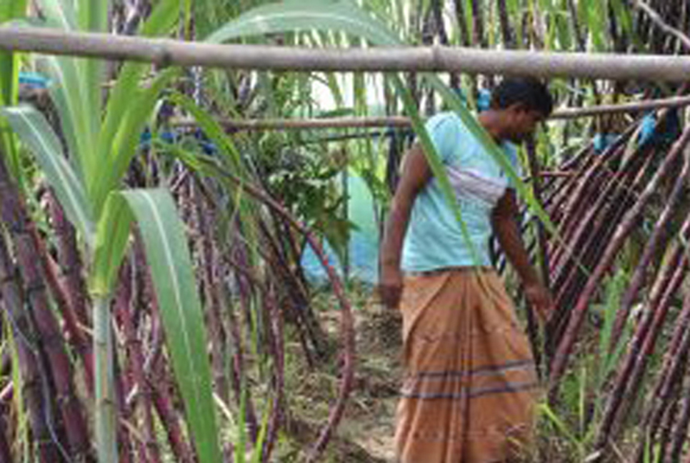 ফিলিপাইন জাতের আখ চাষে কৃষকের বাজিমাত