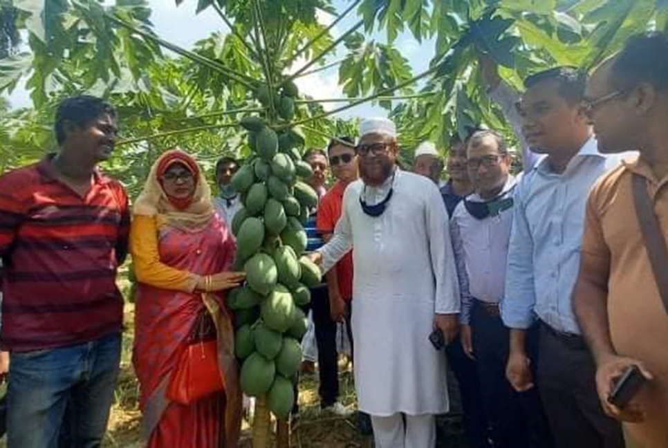 ভালুকায় বিইউ পেঁপের ফলন নিয়ে মাঠ দিবস অনুষ্ঠিত
