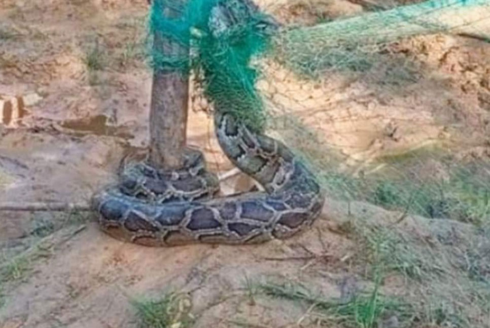 জালে আটকা ১০ ফুট লম্বা অজগর!