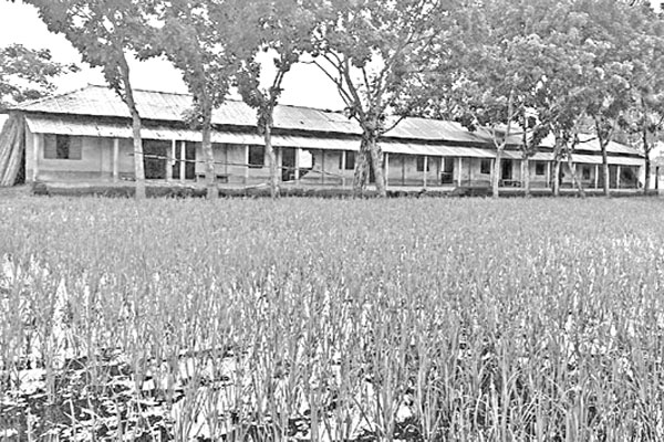 ঠাকুরগাঁওয়ে মাদরাসার মাঠে ধান চাষ!