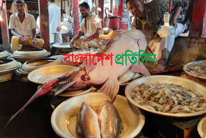 সিলেটে জেলের জালে ১শ’ কেজির বাঘাইড়!