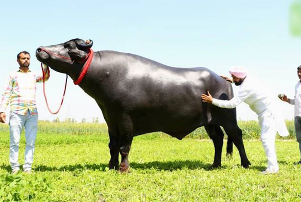 হঠাৎ মারা গেল দুধ-ঘি খাওয়া ২১ কোটির সুলতান!