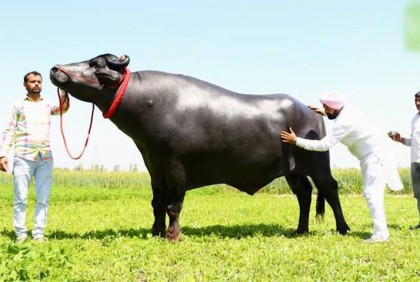 হঠাৎ মারা গেল দুধ-ঘি খাওয়া ২১ কোটির সুলতান!