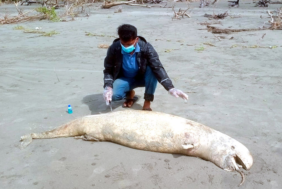 বঙ্গোপসাগরে হুমকির মুখে ডলফিন-শুশুকের অস্তিত্ব
