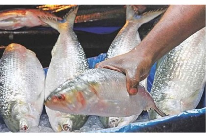 দুর্গাপূজা উপলক্ষে ২ টন ইলিশ গেল ত্রিপুরায়

