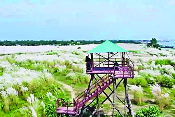 মেঘনার চরে শুভ্র কাশবন