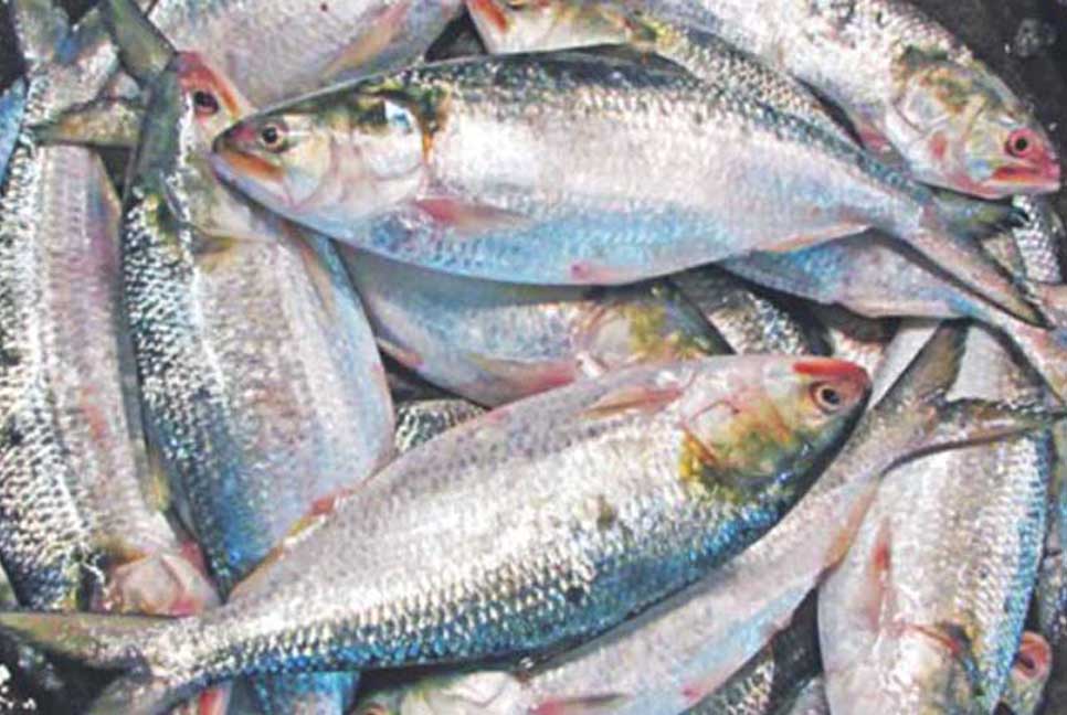 মধ্যরাত থেকে পদ্মা-মেঘনায় ইলিশ ধরা নিষেধ
