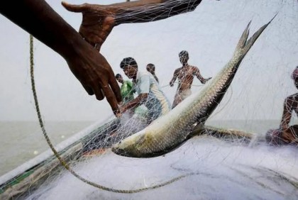আজ মধ্যরাত থেকে ইলিশ ধরায় ২২ দিনের নিষেধাজ্ঞা

