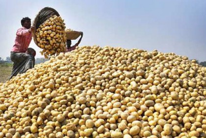 রংপুরে এখনো ৫০ শতাংশ আলু হিমাগারে