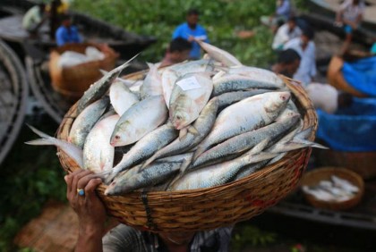 মধ্যরাত থেকে কার্যকর হচ্ছে ইলিশ ধরায় নিষেধাজ্ঞা