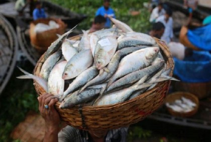 বন্ধ হয়ে গেল ভারতে ইলিশ রফতানি
