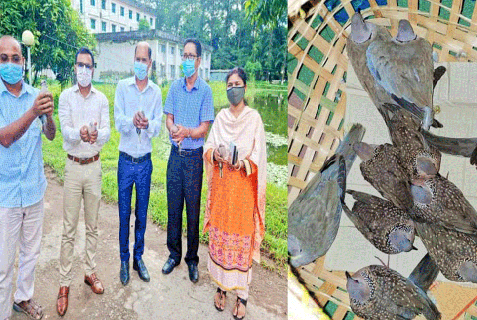 সুবর্ণচরে ১০টি ঘুঘু পাখি অবমুক্ত করল প্রশাসন